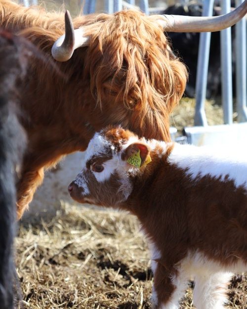 Highland Cattle ko och kalv