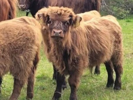 Amarok2 Amarok, Highland Cattle tjur på Strömgården 1884.
