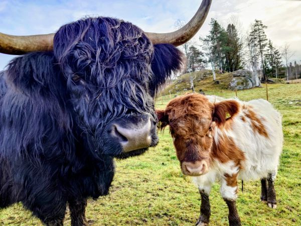 Nora Nora, Highland Cattle på Strömgården 1884.