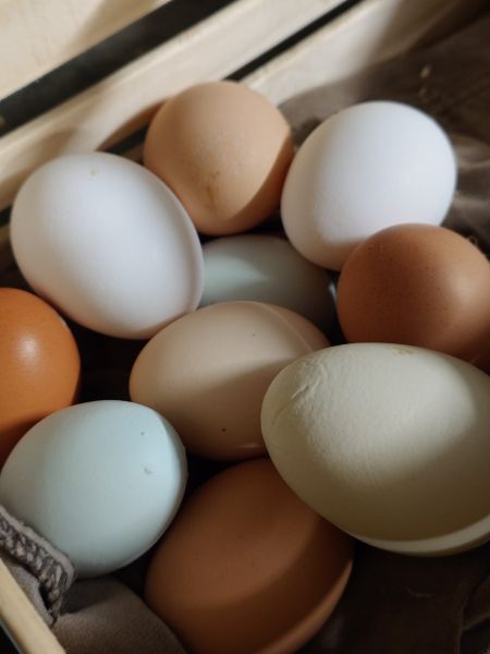 ägg